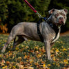 The ''Style'' harness Black by Bestia Dog Gear