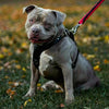 The ''Style'' harness Black by Bestia Dog Gear
