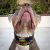 The Grinchmas Limited Collar by Bestia Dog Gear