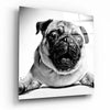 Pug Glass Wall Art by Insigneart USA