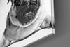 Pug Glass Wall Art by Insigneart USA
