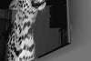 Leopard Glass Wall Art by Insigneart USA