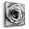 Rose Glass Wall Art by Insigneart USA