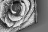 Rose Glass Wall Art by Insigneart USA