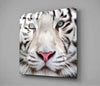 White Tiger Glass Wall Art by Insigneart USA