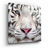 White Tiger Glass Wall Art by Insigneart USA
