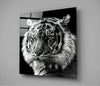 Tiger's Look Glass Wall Art by Insigneart USA