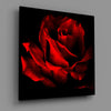 Red Rose Glass Wall Art by Insigneart USA