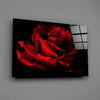 Red Rose Glass Wall Art by Insigneart USA