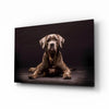 Dog Glass Wall Art by Insigneart USA
