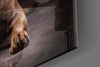 Dog Glass Wall Art by Insigneart USA