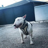 ''Platinum'' harness Medium Size by Bestia Dog Gear