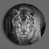 Tiger Glass Wall Art by Insigneart USA