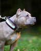 "Buffalo" collar by Bestia Dog Gear