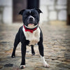 The "Bowtie" collar black by Bestia Dog Gear