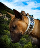 The "Metal" collar White & Gold- personalized! by Bestia Dog Gear