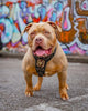 Irondog Harness by Bestia Dog Gear