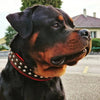 "Boston" collar by Bestia Dog Gear
