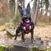 Superdog Harness Medium Size by Bestia Dog Gear
