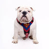 Superdog Harness Medium Size by Bestia Dog Gear
