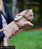 The "Hermes" leather harness - Small to Medium Size by Bestia Dog Gear