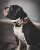The Joker Limited Collar by Bestia Dog Gear