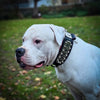 The "Kennel" collar- personalized! by Bestia Dog Gear