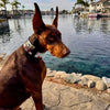 The Harley Limited Collar by Bestia Dog Gear