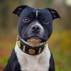 The "Maximus" collar 2 inch wide gold decoration by Bestia Dog Gear
