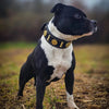 The "Maximus" collar 2 inch wide gold decoration by Bestia Dog Gear