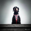 Superdog Harness by Bestia Dog Gear