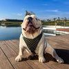 The "Gladiator" harness Gold/Silver by Bestia Dog Gear