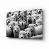 Wolf in Sheep's Clothing Glass Wall Art || Designer Collection by Insigneart USA