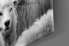 Wolf in Sheep's Clothing Glass Wall Art || Designer Collection by Insigneart USA