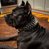 The "Big Boy" collar by Bestia Dog Gear