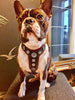 The ''Bijou'' harness Black & Pink Small to Medium Size by Bestia Dog Gear