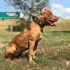 "Aztec" brown dog collar by Bestia Dog Gear