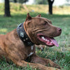 "Aztec" brown dog collar by Bestia Dog Gear