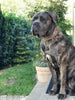 "Aztec" grey dog collar by Bestia Dog Gear