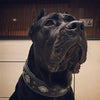 "Aztec" black dog collar by Bestia Dog Gear