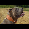Plain "Style" collar brown by Bestia Dog Gear