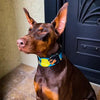 The BCW Limited Collar by Bestia Dog Gear