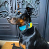 The BCW Limited Collar by Bestia Dog Gear