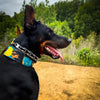 The BCW Limited Collar by Bestia Dog Gear