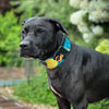 The BCW Limited Collar by Bestia Dog Gear