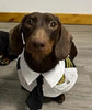Dachshund Dog Funny Clothes Halloween Suit by My Store