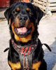 The ''Haunted'' harness LIMITED by Bestia Dog Gear