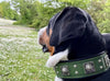 The "Eros" collar 2.5 inch wide Green by Bestia Dog Gear