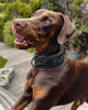 ''BATMAN'' collar by Bestia Dog Gear