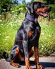 The ''Hexagon'' LIMITED collar exclusive design Limited by Bestia Dog Gear